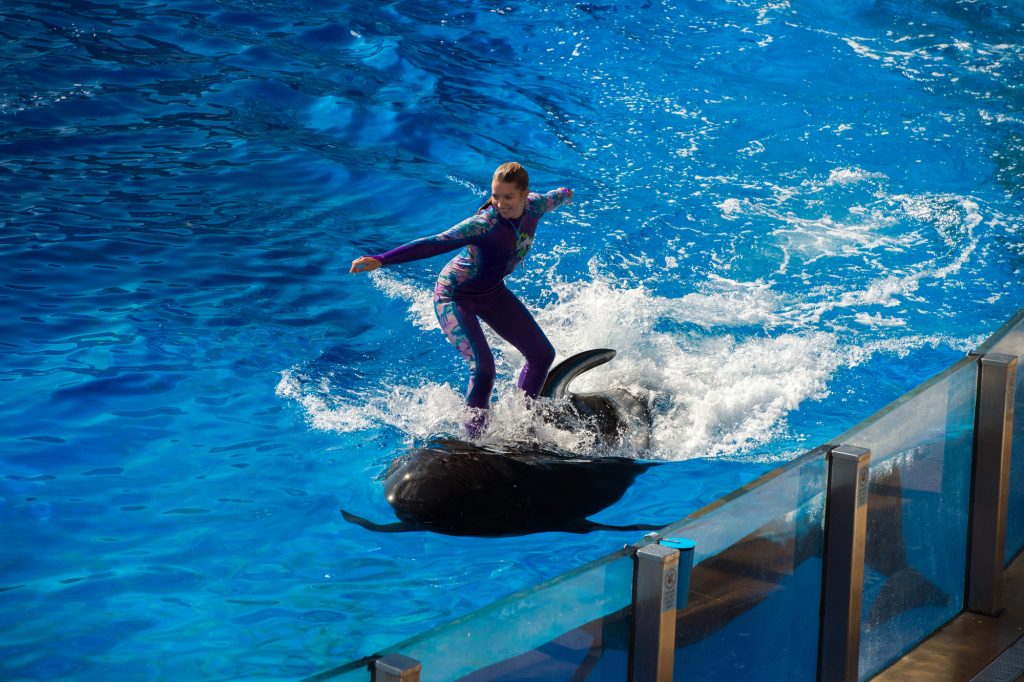 dolphin surfing san diego vs san antonio