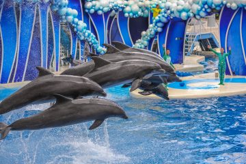 dolphins at seaworld san diego vs san antonio