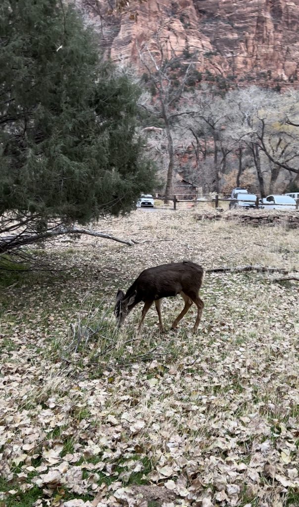 deer in zion utah