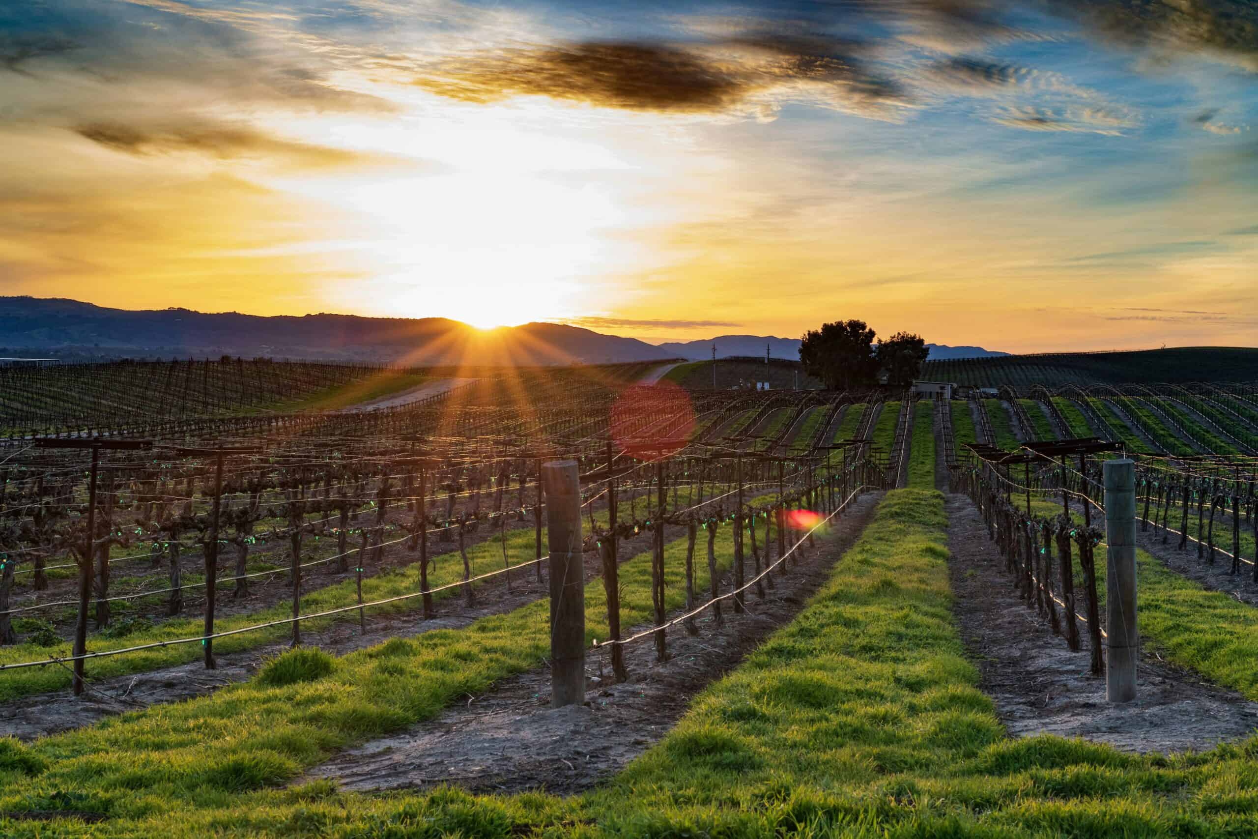 paso robles vines