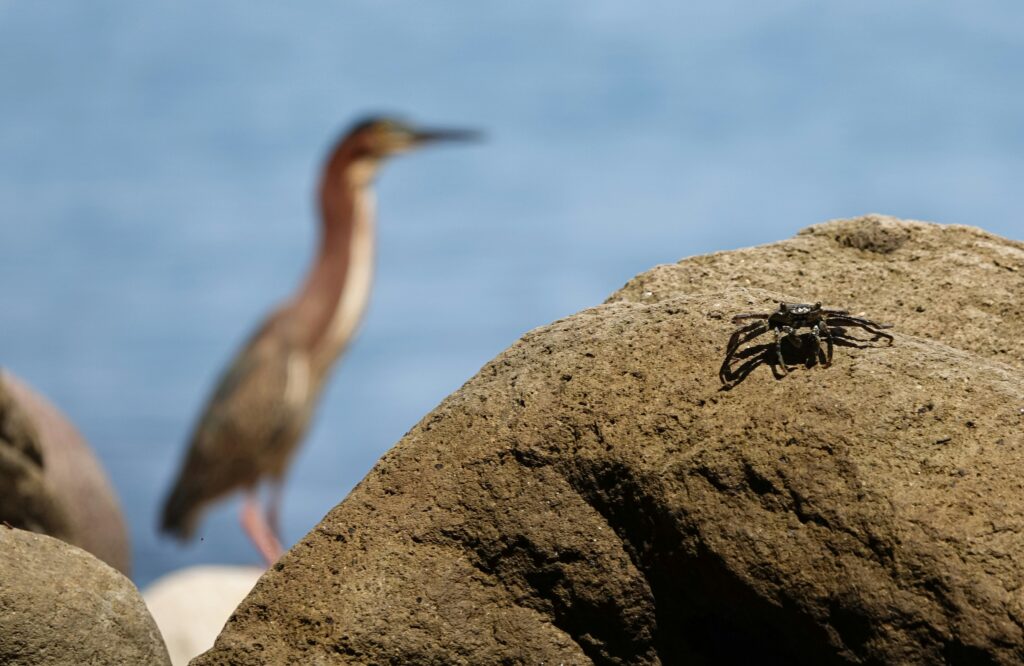 Hidden Beaches in Orange County
