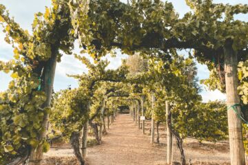 Temecula Wine Country Day Trip