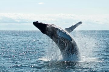 Whale watching San Diego