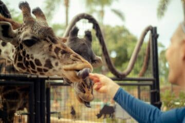 san diego zoo tips