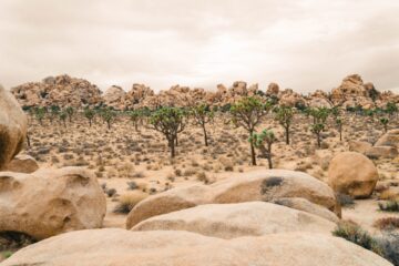 camping in joshua tree