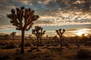 camping in joshua tree