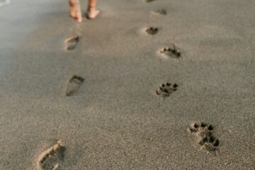 dog friendly beaches san diego