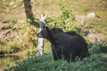 dog friendly camping near Big Bear