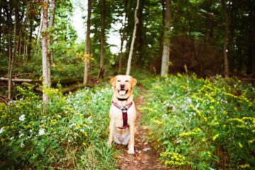 dog-friendly trails in san diego