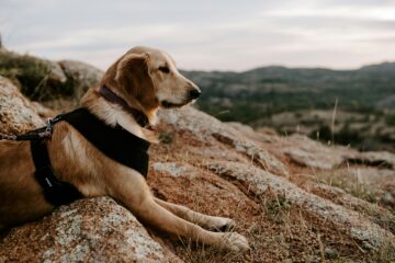 dog friendly camping near idyllwild