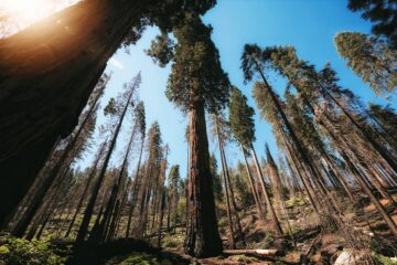 hiking sequoia national park