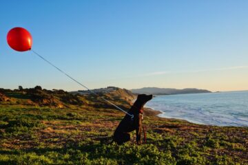 pet-friendly hotels with pickleball California