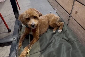 dog friendly restaurants in San Diego