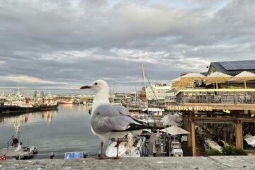 waterfront restaurants in Carlsbad California