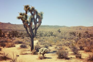 San Diego to Joshua Tree road trip