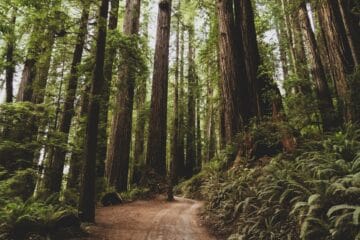 redwoods national park guide