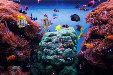 things to do in monterey