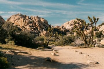 joshua tree national park