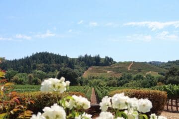 Napa Valley guide