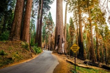 Sequoia National Park guide